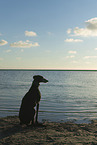 Galgo at the ocean
