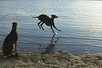 Galgos at the ocean
