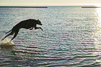 Galgo at the ocean
