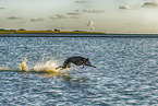 Galgo at the ocean