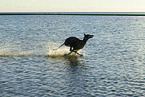 Galgo at the ocean