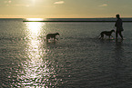 Galgos at the ocean