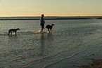 Galgos at the ocean