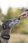 female Galgo