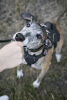 female Galgo