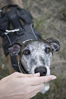 female Galgo
