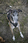 female Galgo