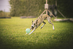 Galgo Espanol