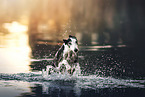 Galgo Espanol
