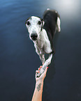 Galgo Espanol