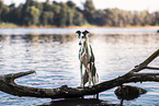 Galgo Espanol
