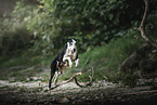 Galgo Espanol