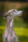 Galgo Espanol