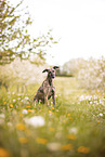 Galgo Espanol