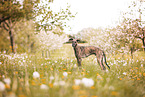 Galgo Espanol