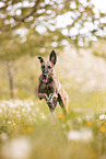 Galgo Espanol