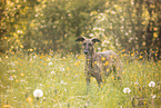 Galgo Espanol