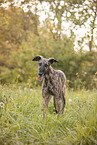 Galgo Espanol