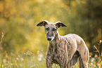Galgo Espanol