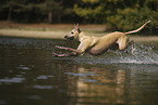 Galgo Espanol running through the water