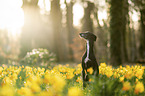 Galgo Espanol