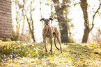 Galgo Espanol
