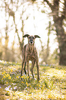 Galgo Espanol