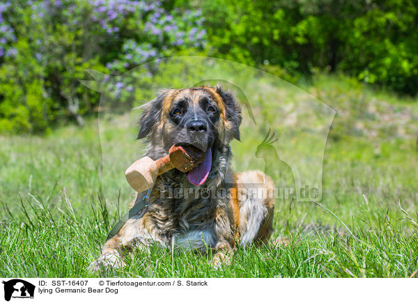 liegender Germanischer Brenhund / lying Germanic Bear Dog / SST-16407