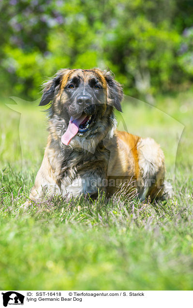 lying Germanic Bear Dog / SST-16418