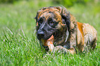 lying Germanic Bear Dog