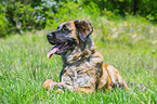 lying Germanic Bear Dog