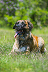 lying Germanic Bear Dog