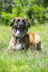 lying Germanic Bear Dog