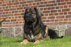 German Beardog