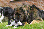 Germanic bear dog with border collie puppy