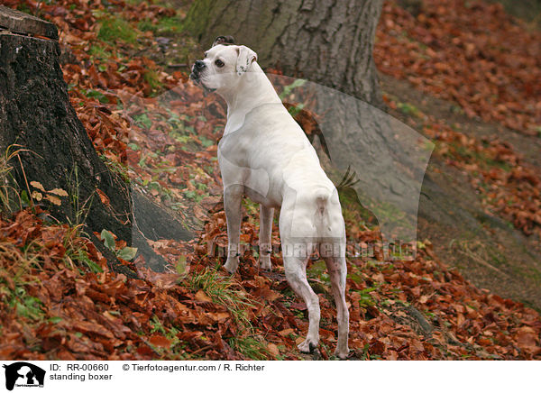 stehener Deutscher Boxer / standing boxer / RR-00660