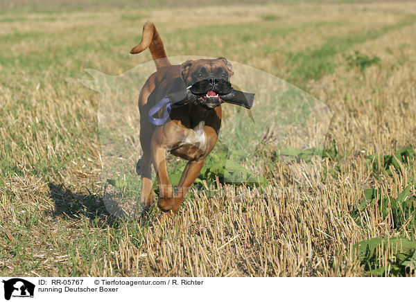 rennender / running Deutscher Boxer / RR-05767