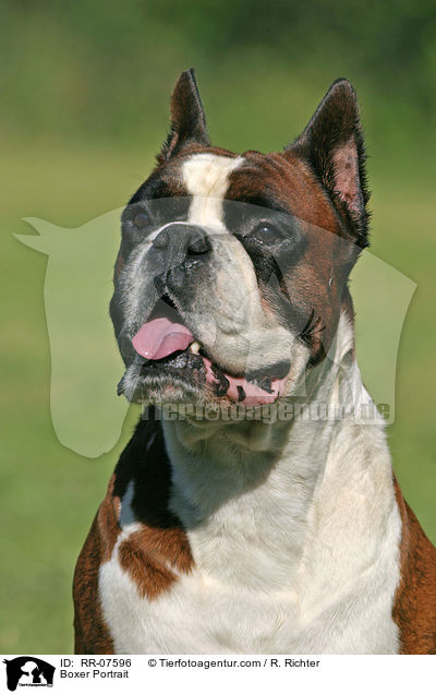 Boxer Portrait / Boxer Portrait / RR-07596