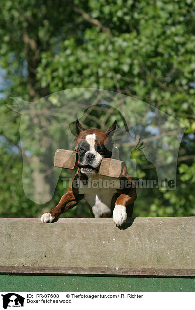 Boxer apportiert Holzknochen ber Schrgwand / Boxer fetches wood / RR-07608