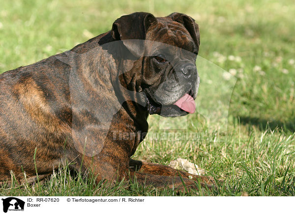 Boxer / Boxer / RR-07620