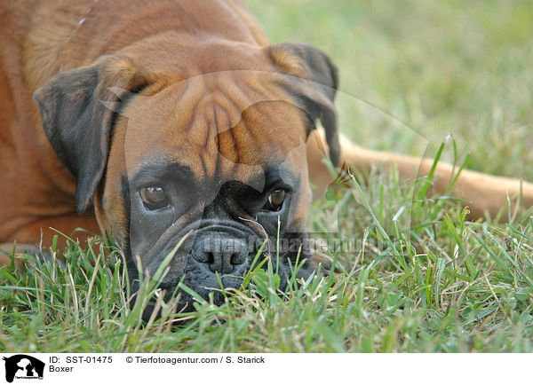 Deutscher Boxer / Boxer / SST-01475