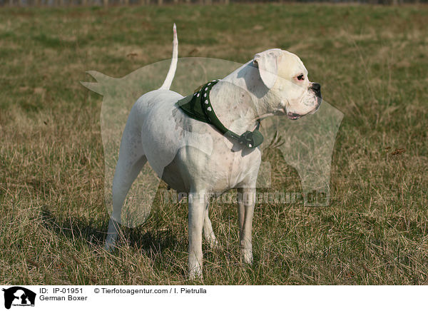 Deutscher Boxer / German Boxer / IP-01951
