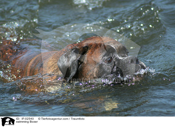 schwimmender Boxer / swimming Boxer / IF-02540