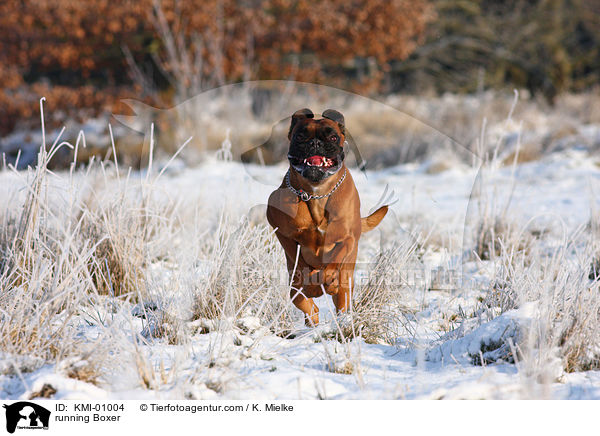 rennender Deutscher Boxer / running Boxer / KMI-01004