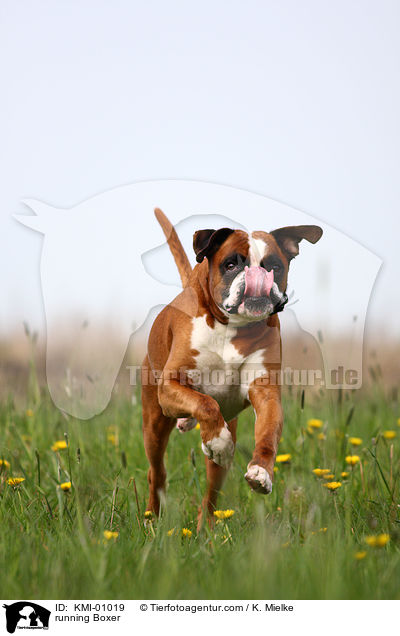 rennender Deutscher Boxer / running Boxer / KMI-01019