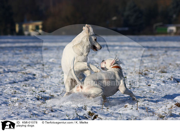 playing dogs / KMI-01078