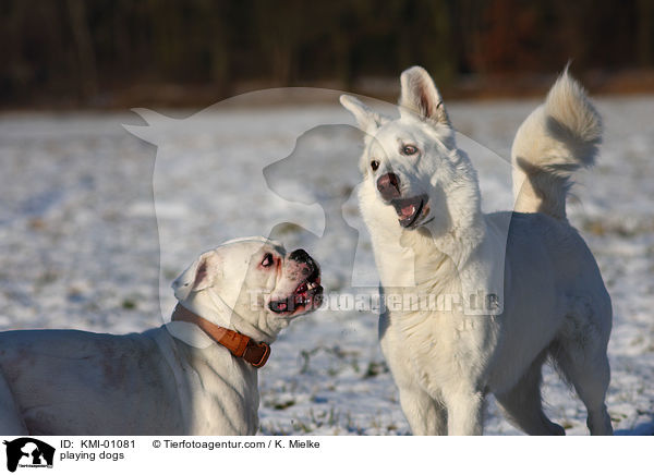 playing dogs / KMI-01081