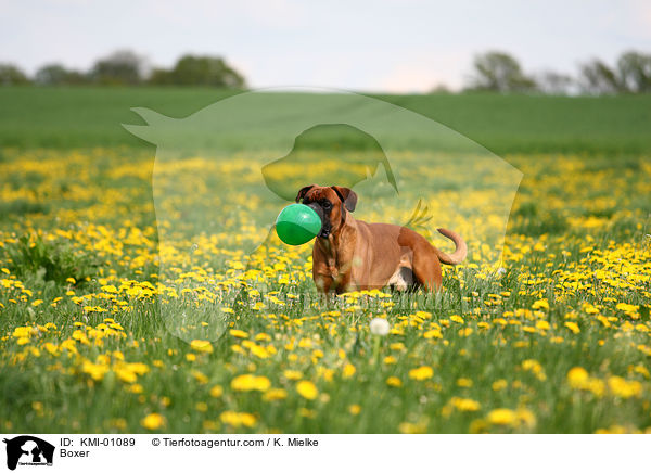 Deutscher Boxer / Boxer / KMI-01089