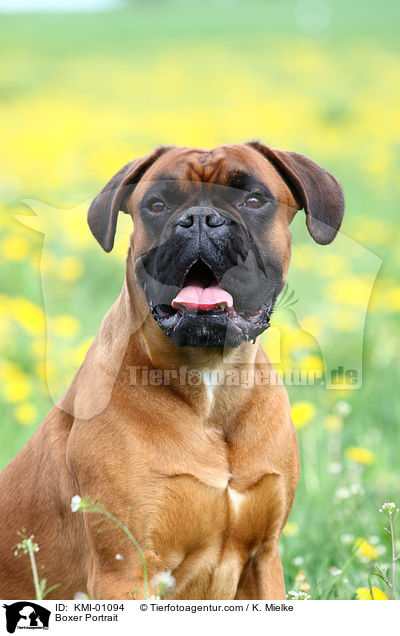 Boxer Portrait / Boxer Portrait / KMI-01094