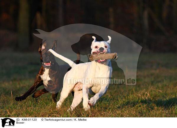Deutscher Boxer / Boxer / KMI-01120